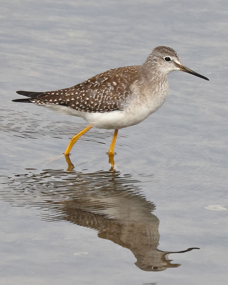 Lesser yellowlegs